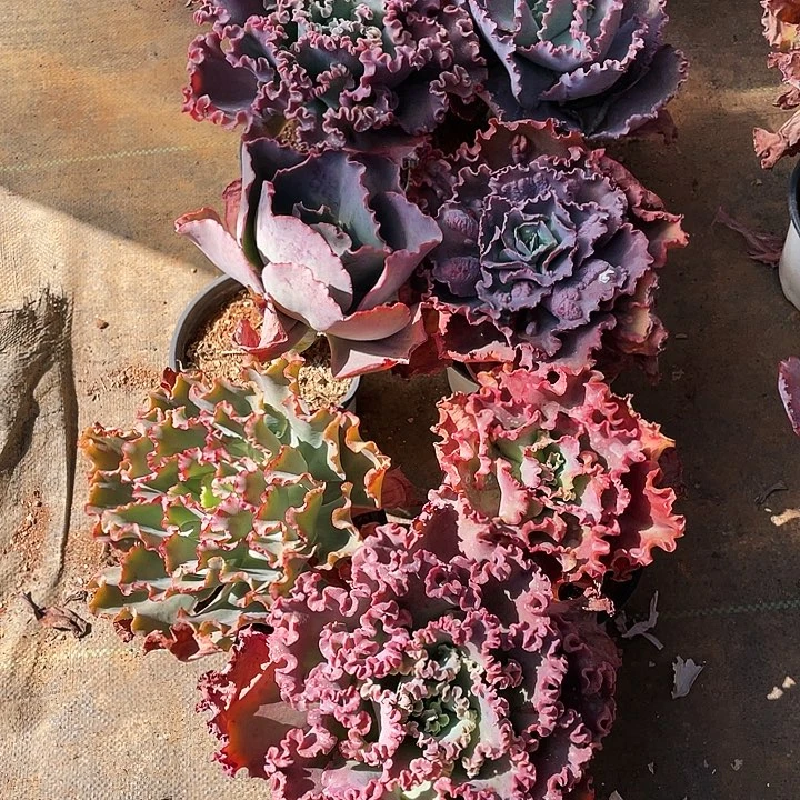 高*?多肉植物杂交带赠品 7棵