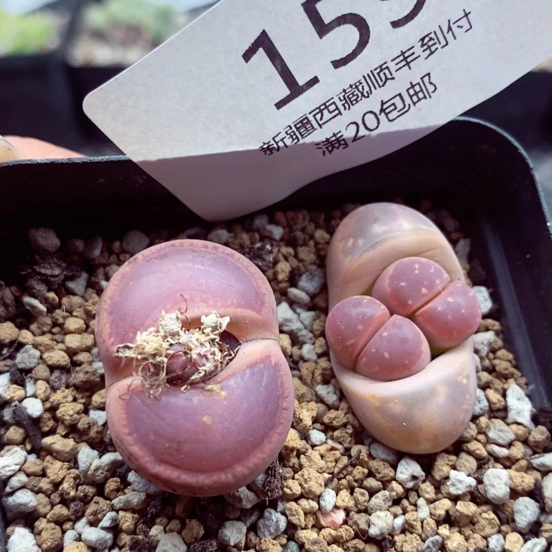 我是一只小小鸟地域鬼的159