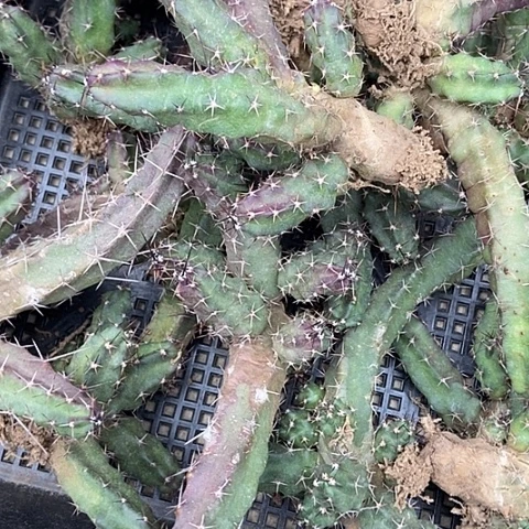 仙人掌美花角红龙小群一棵