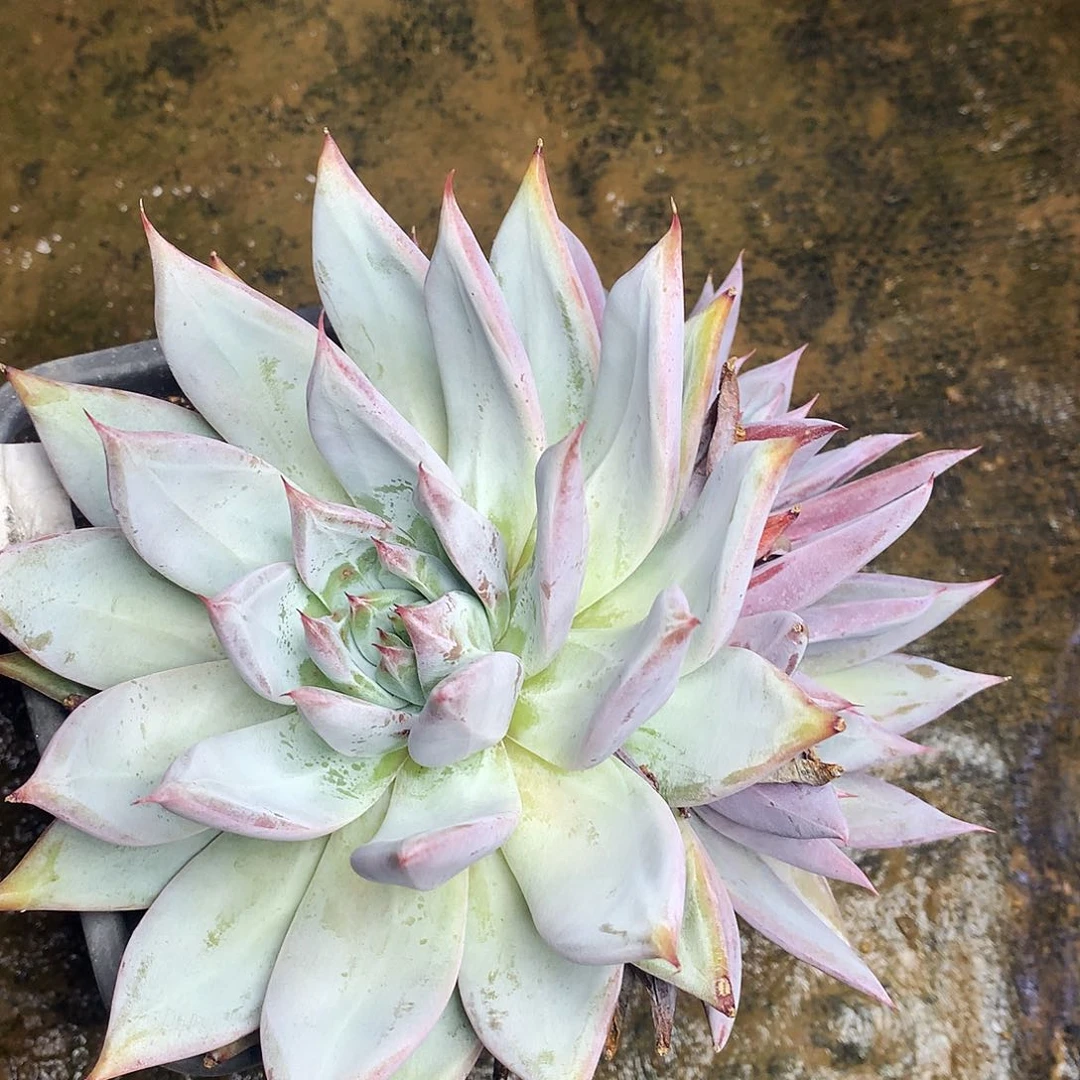 卡杂一物一拍4.14