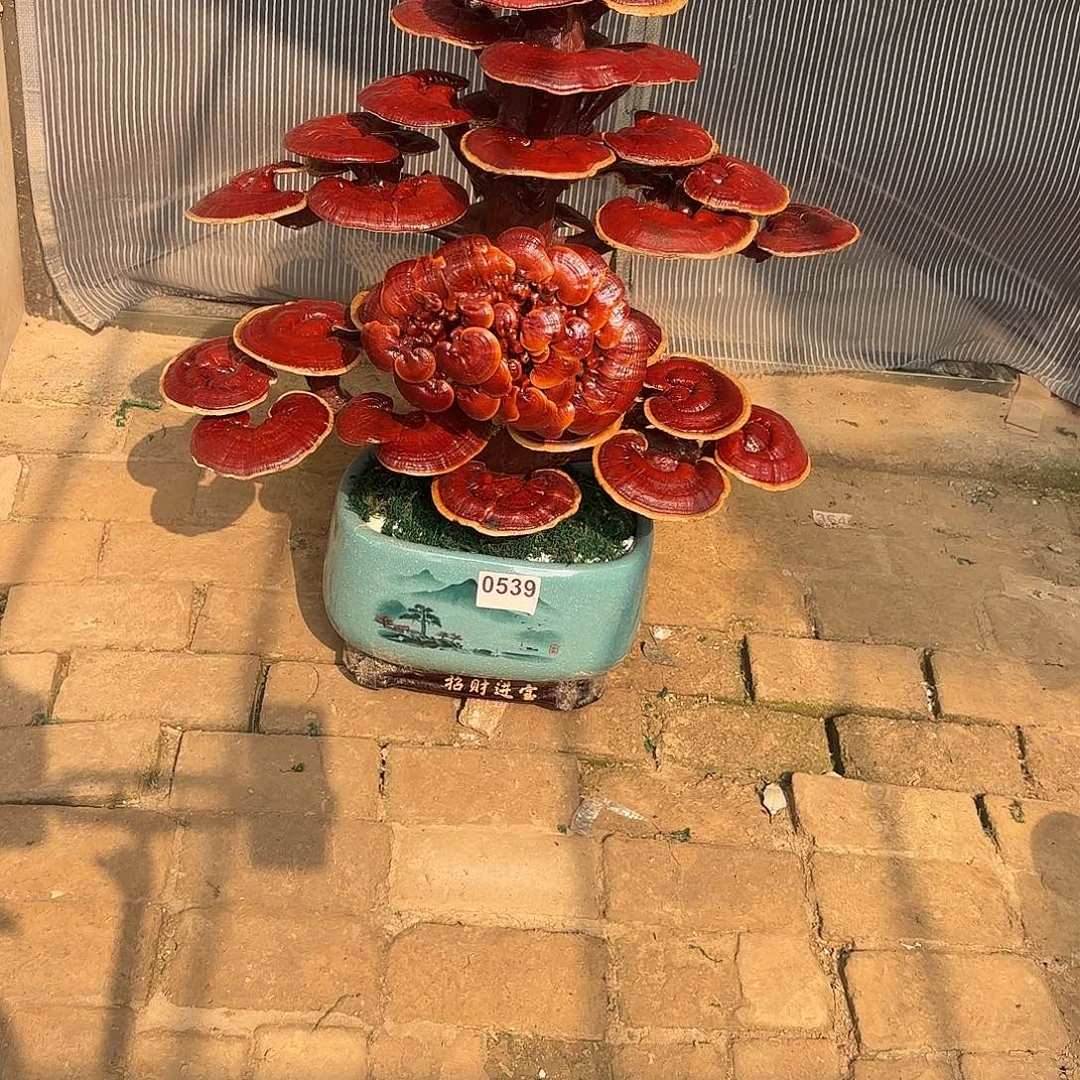无花朵灵芝是我国著名植物