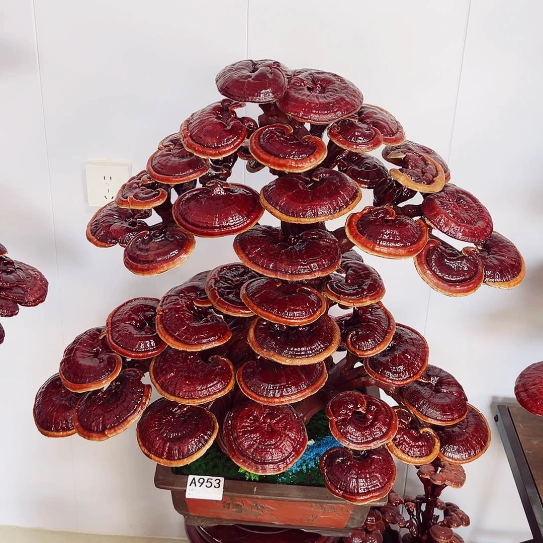 【闪购商品】全部花朵