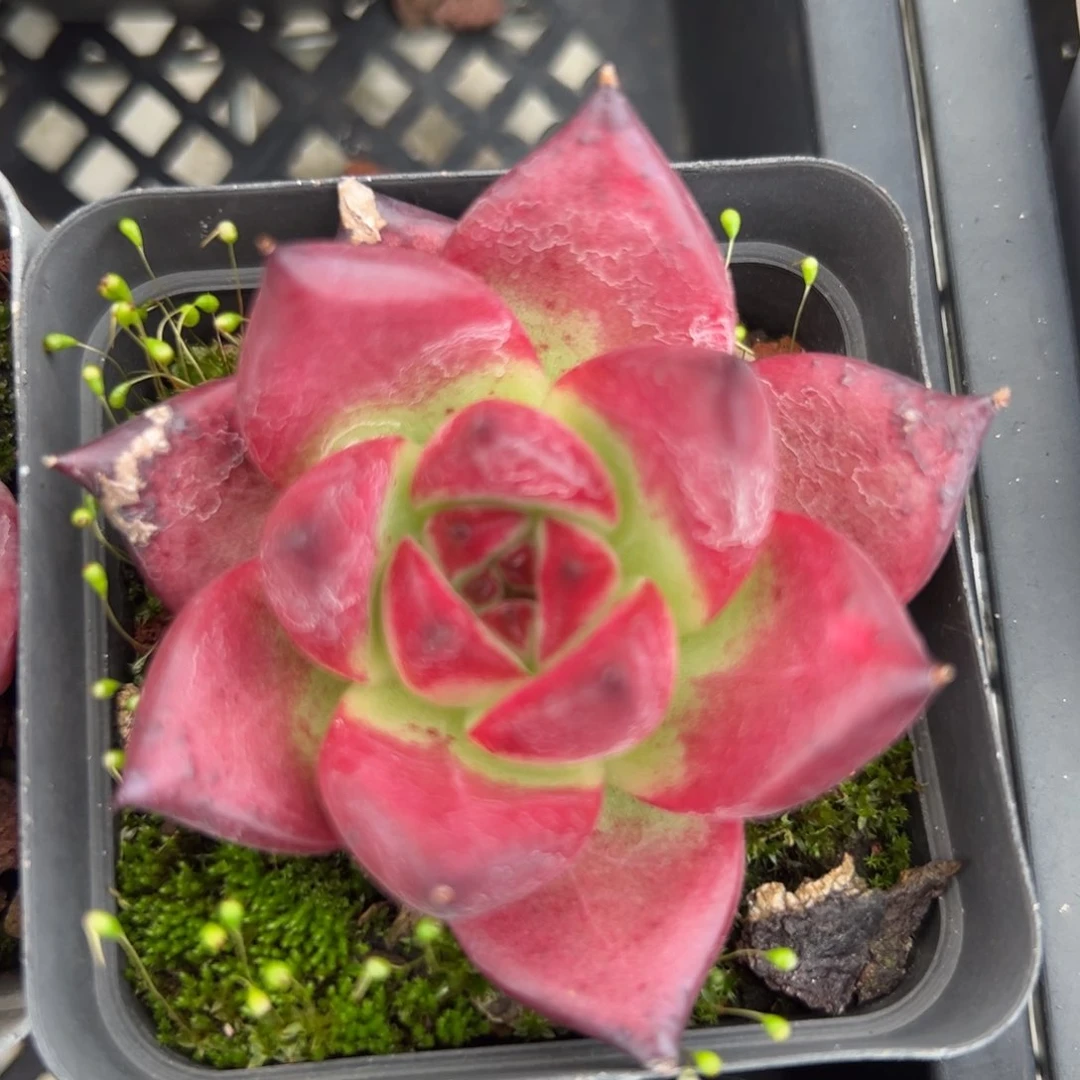 东云sp 精控多肉一物一拍