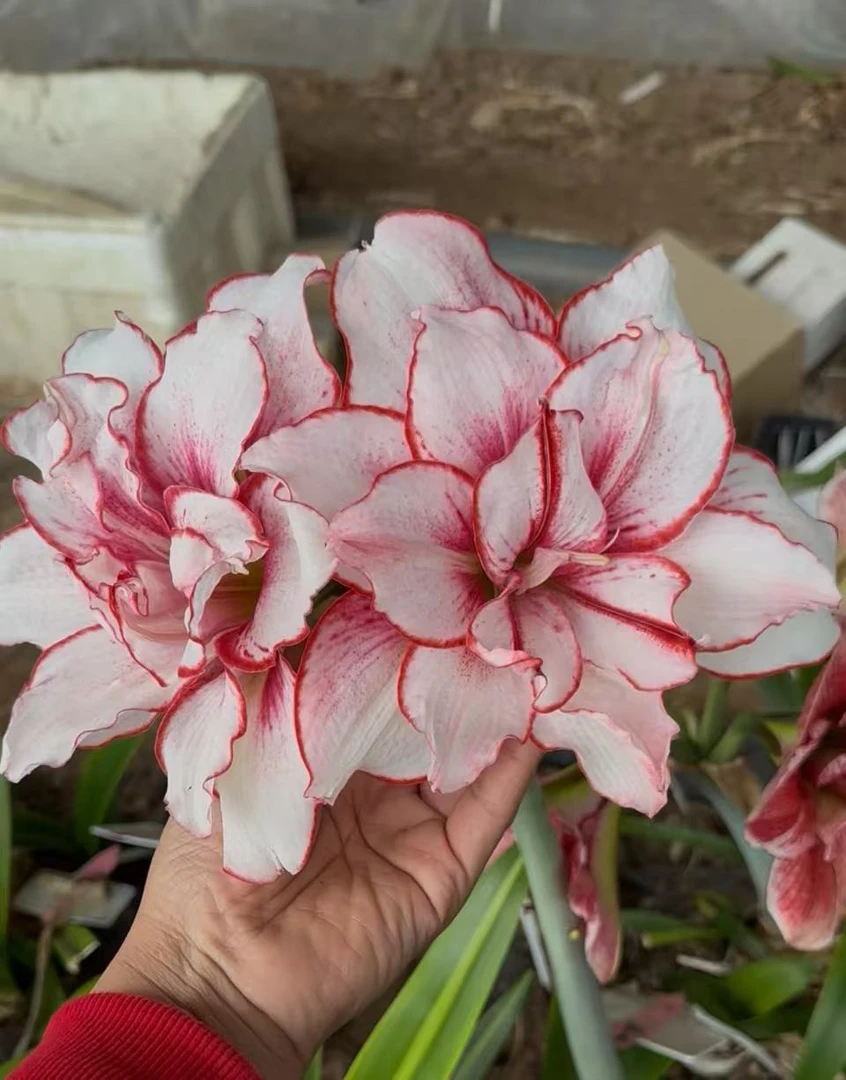 朱顶红  白肋鬼魅 包对版