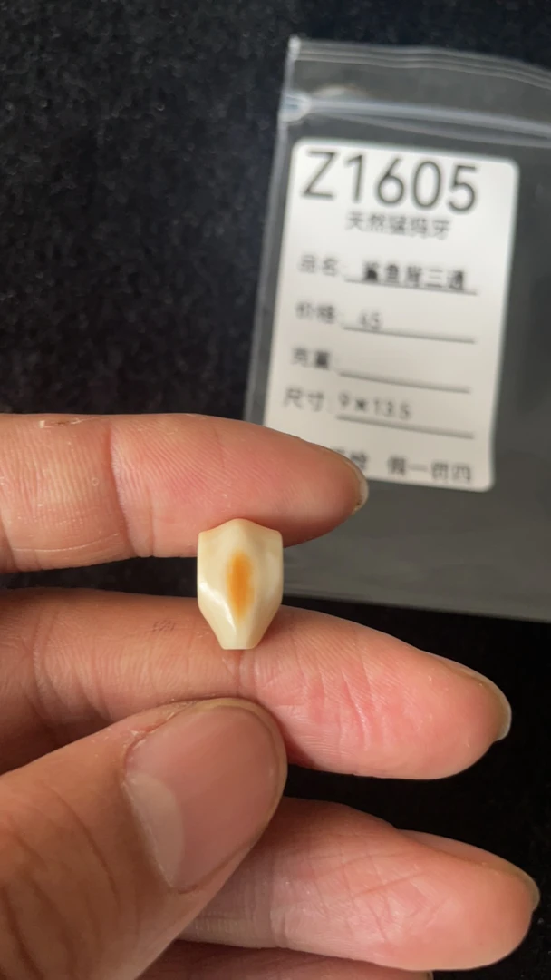 Z1605天然猛犸牙鲨鱼背配饰三通