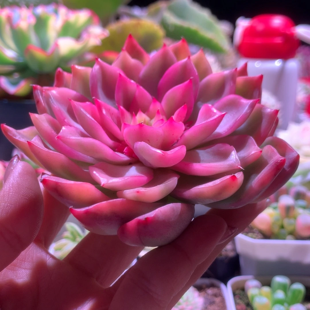 弗洛瑞安娜覆轮锦有根