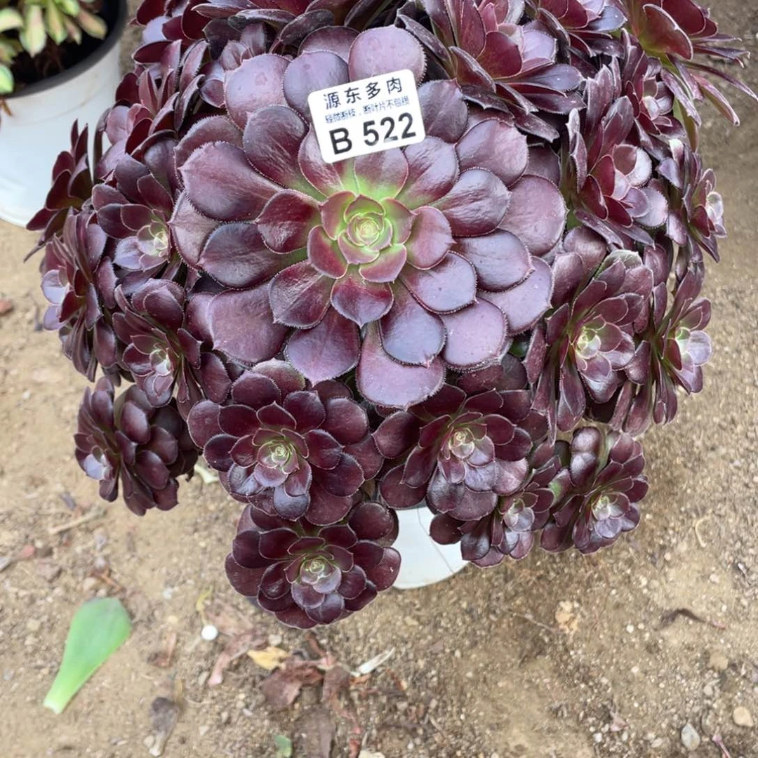 522荷兰多肉法师断枝不包