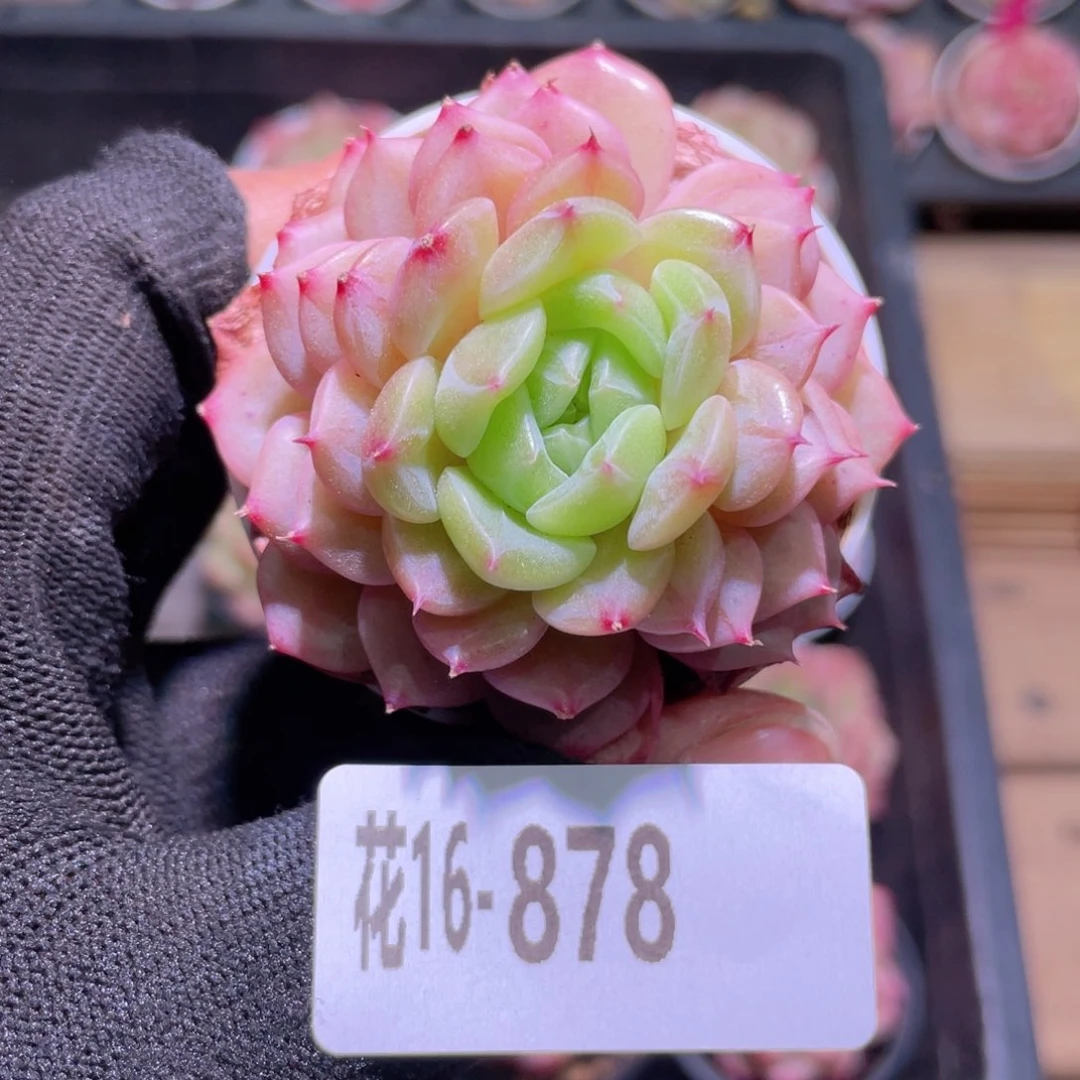 花利美16-878新麦秆