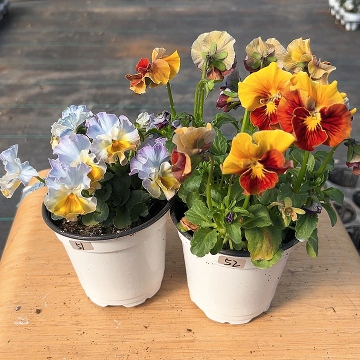 红陶抖音直播闪拍51-52