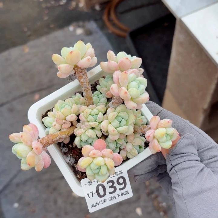 樱花罗琦无盆土发货多肉多