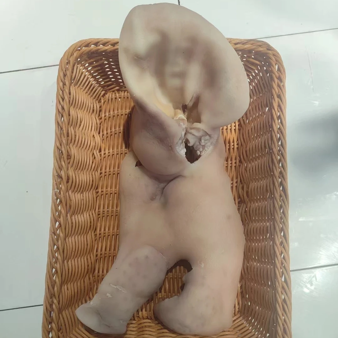 新鲜猪头皮带耳半成品7分熟20斤商用批发