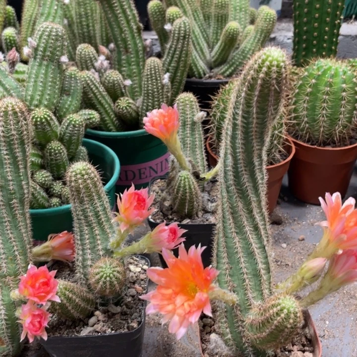 自根维罗纳白檀一杯