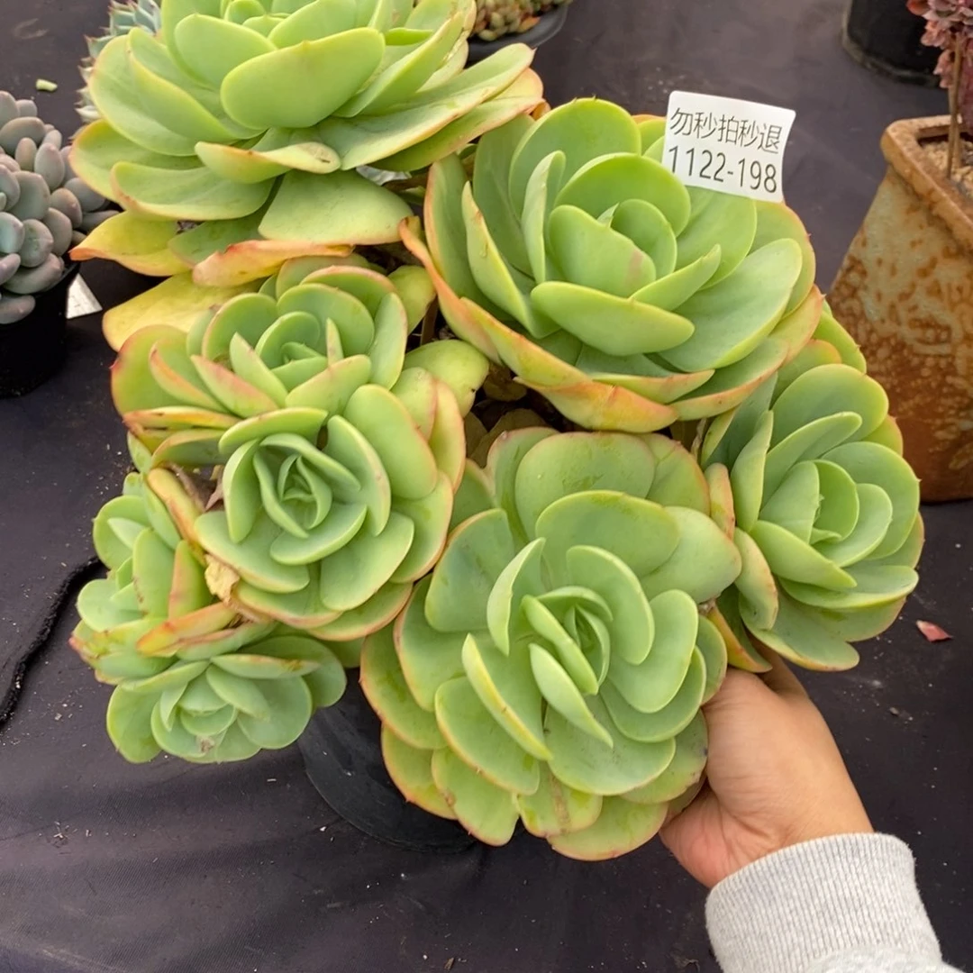 两单包邮1122-198碧桃