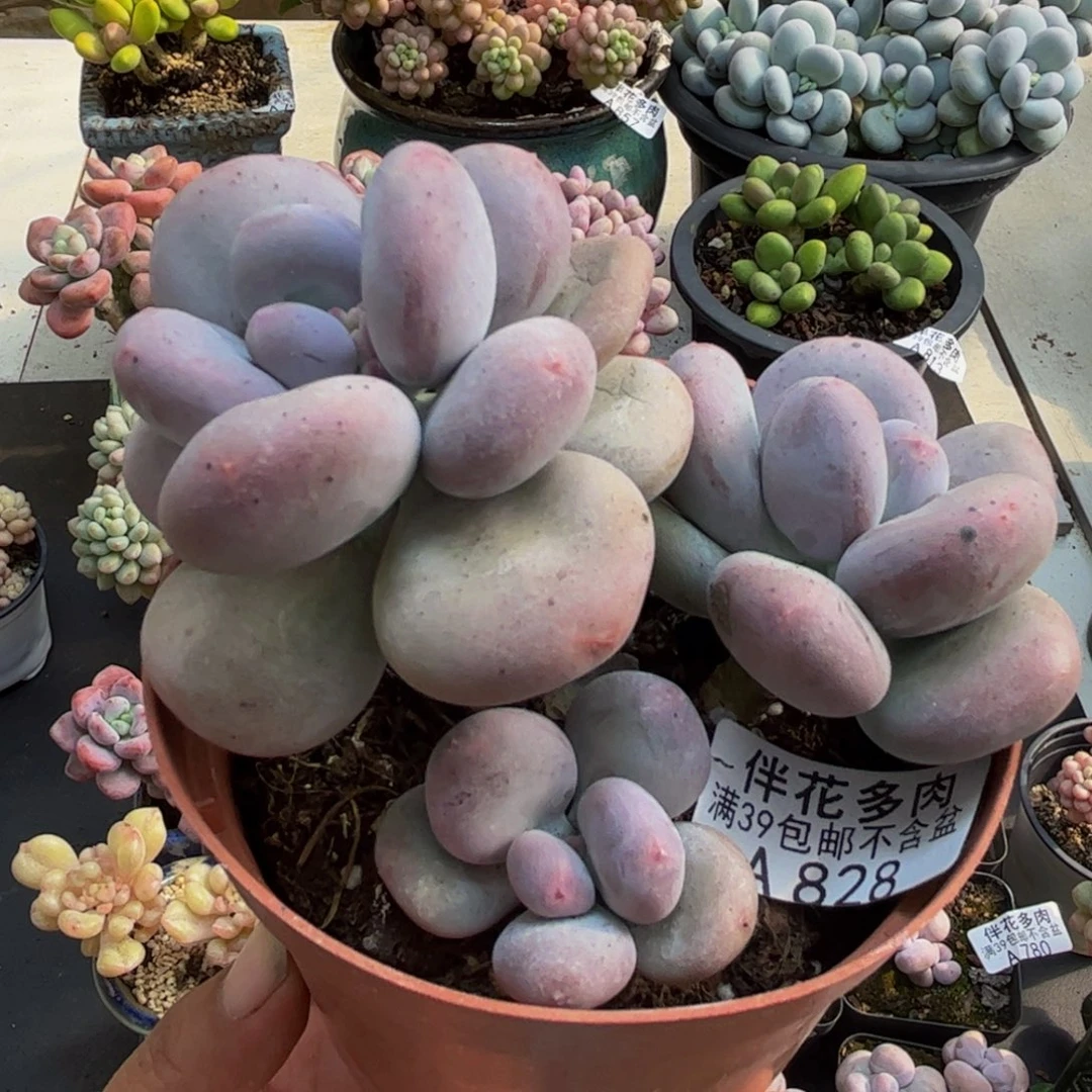 828大叶奶8cm多肉
