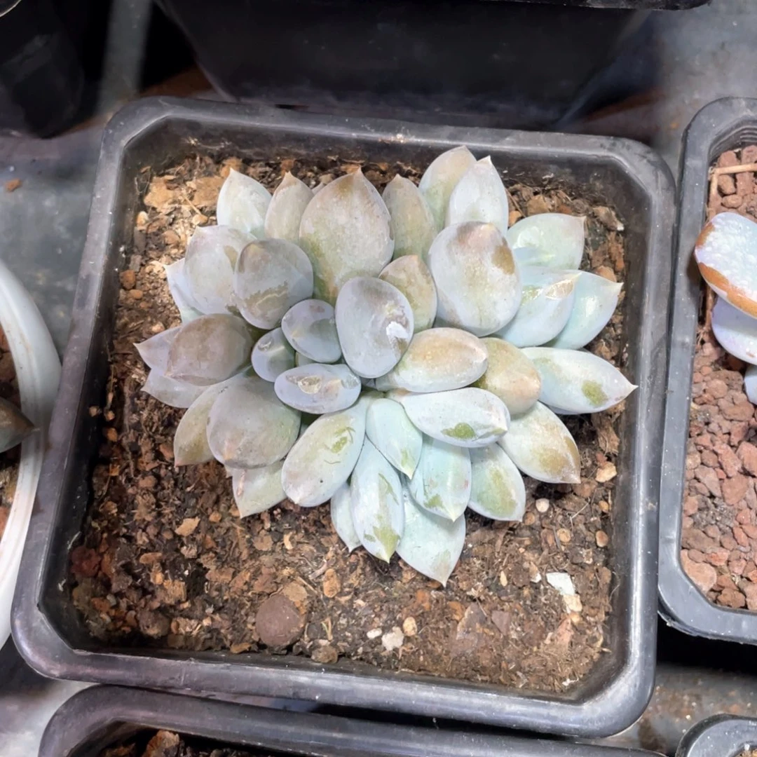 【闪购商品】当前无花栽培后可以开花哥特