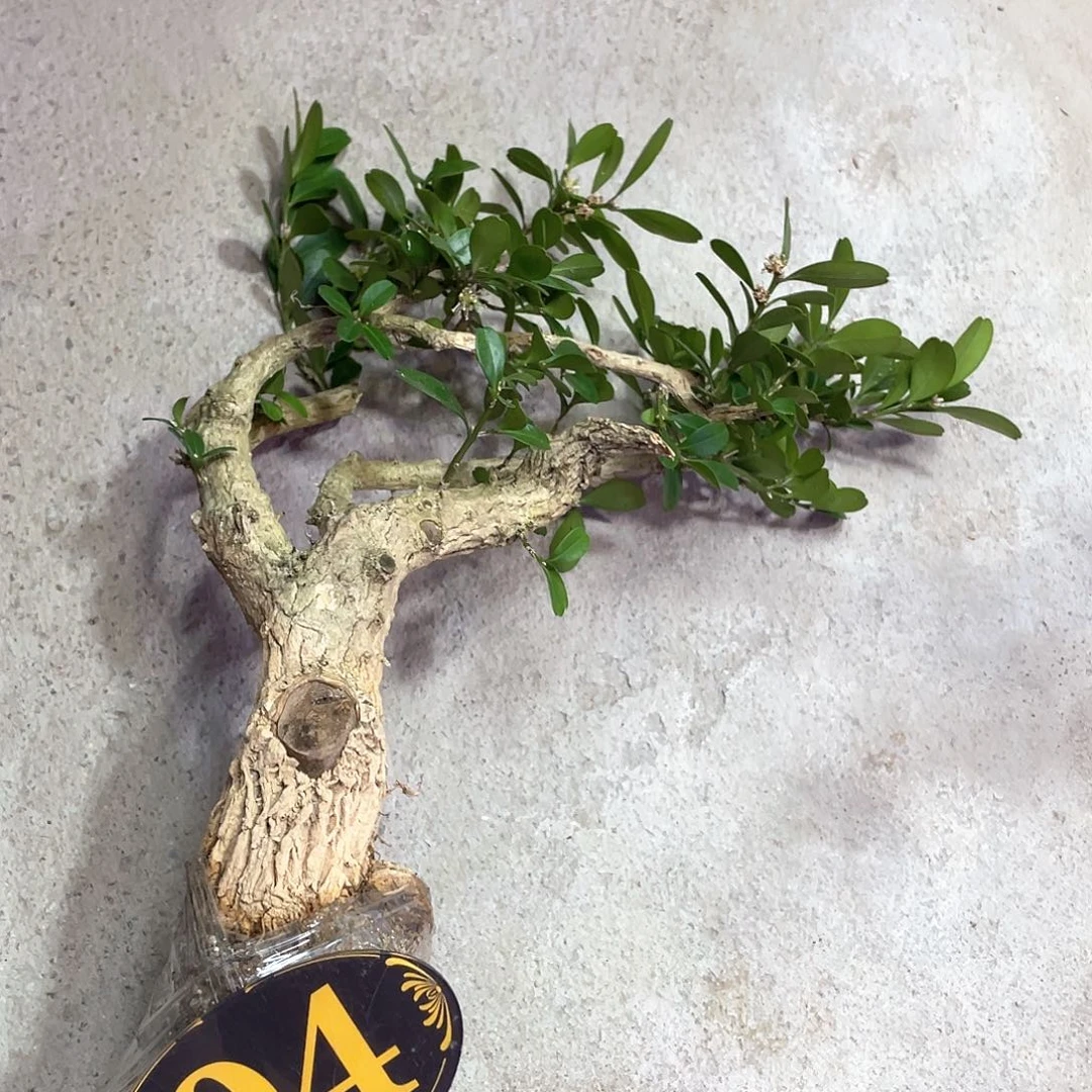 用***8无花朵一起为小仙女助力加油