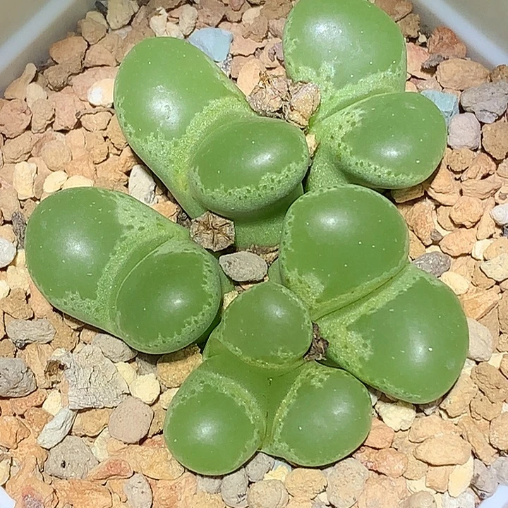 精品多肉植物精品多肉
