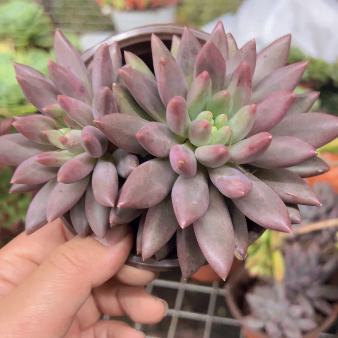 红蜻蜓双头起发精品