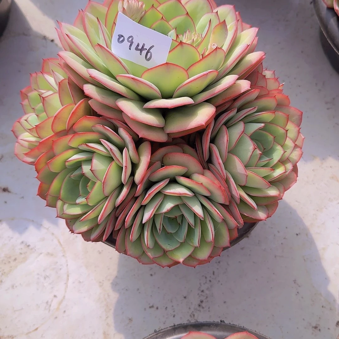 莲****60946牡丹亭多肉植物