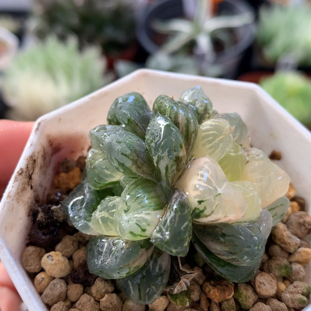 关东大紫玉露锦，带盆