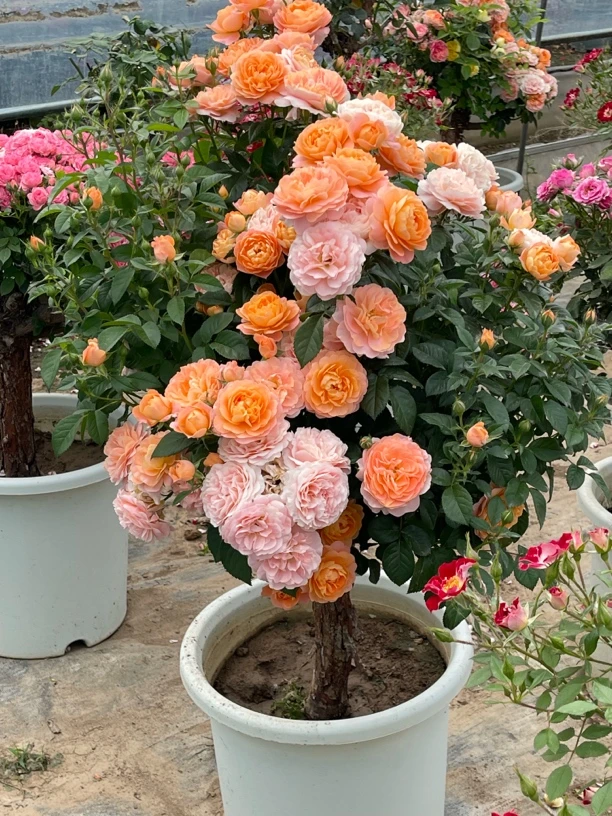 欧月月季阳台庭院花卉