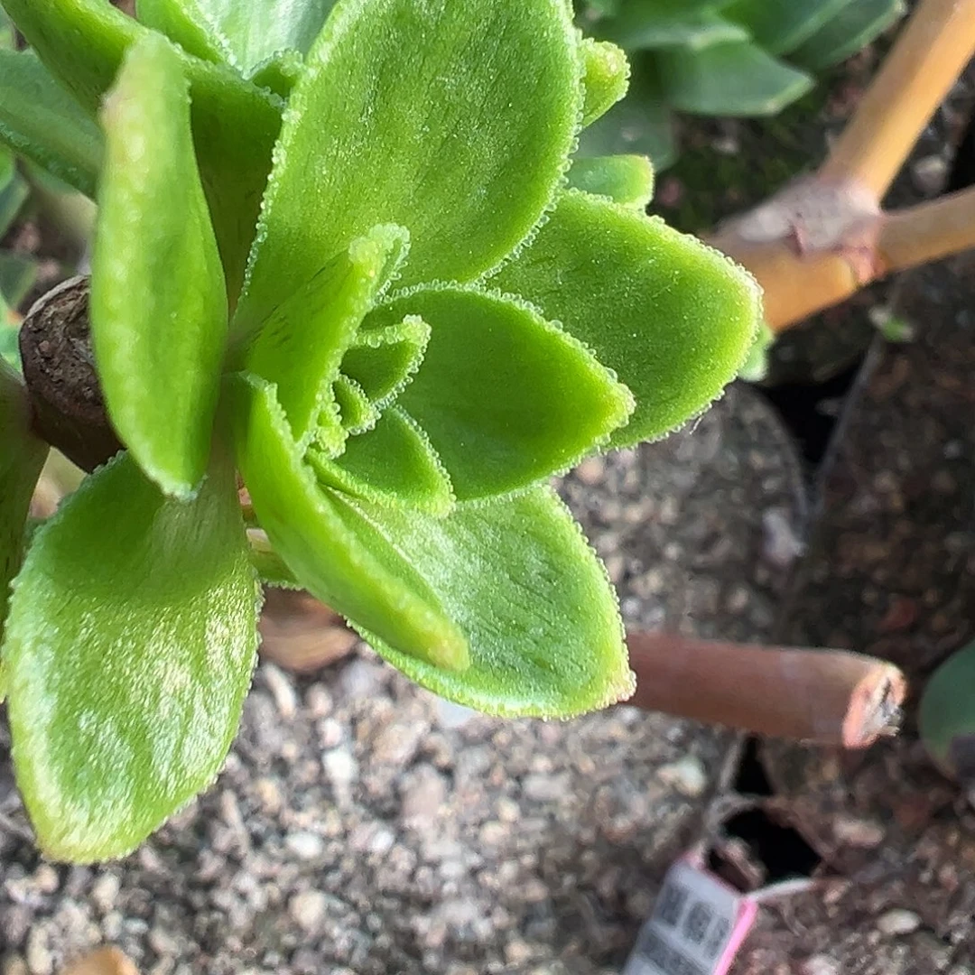 糖糖614 神话侧芽