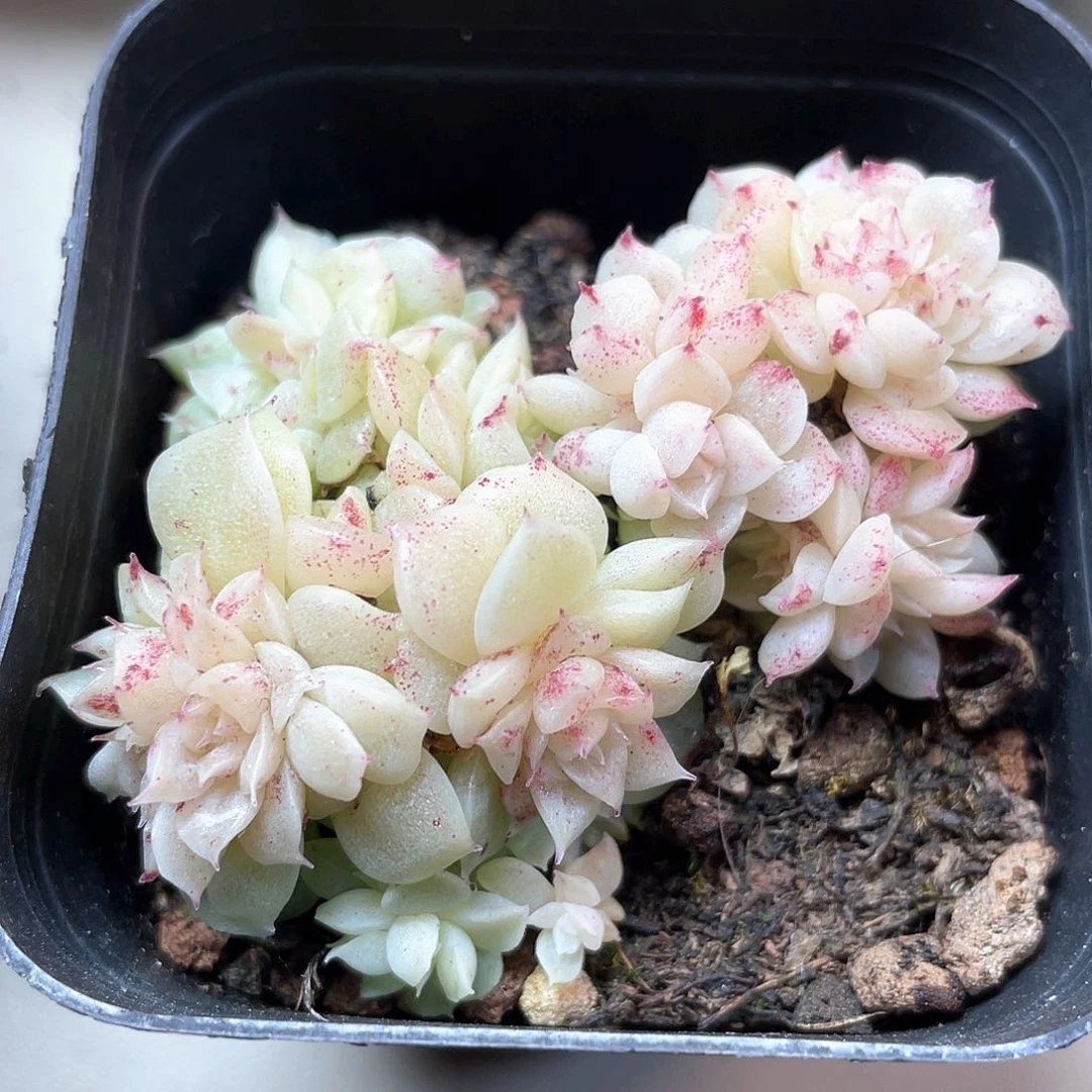 优选麦秆福利9471