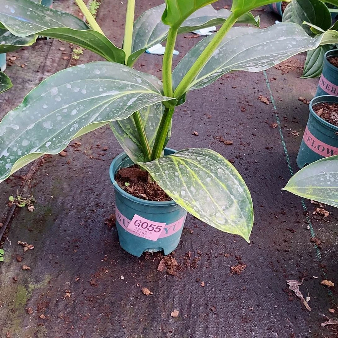 无花朵放**。木本花卉055