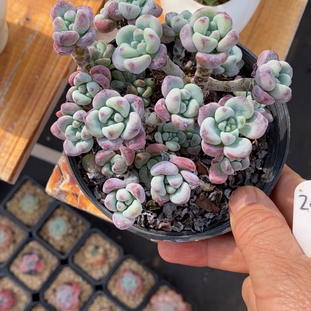 精品多肉一物一拍不包整209