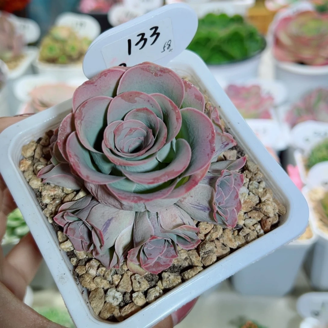 133罗帕手捧花。