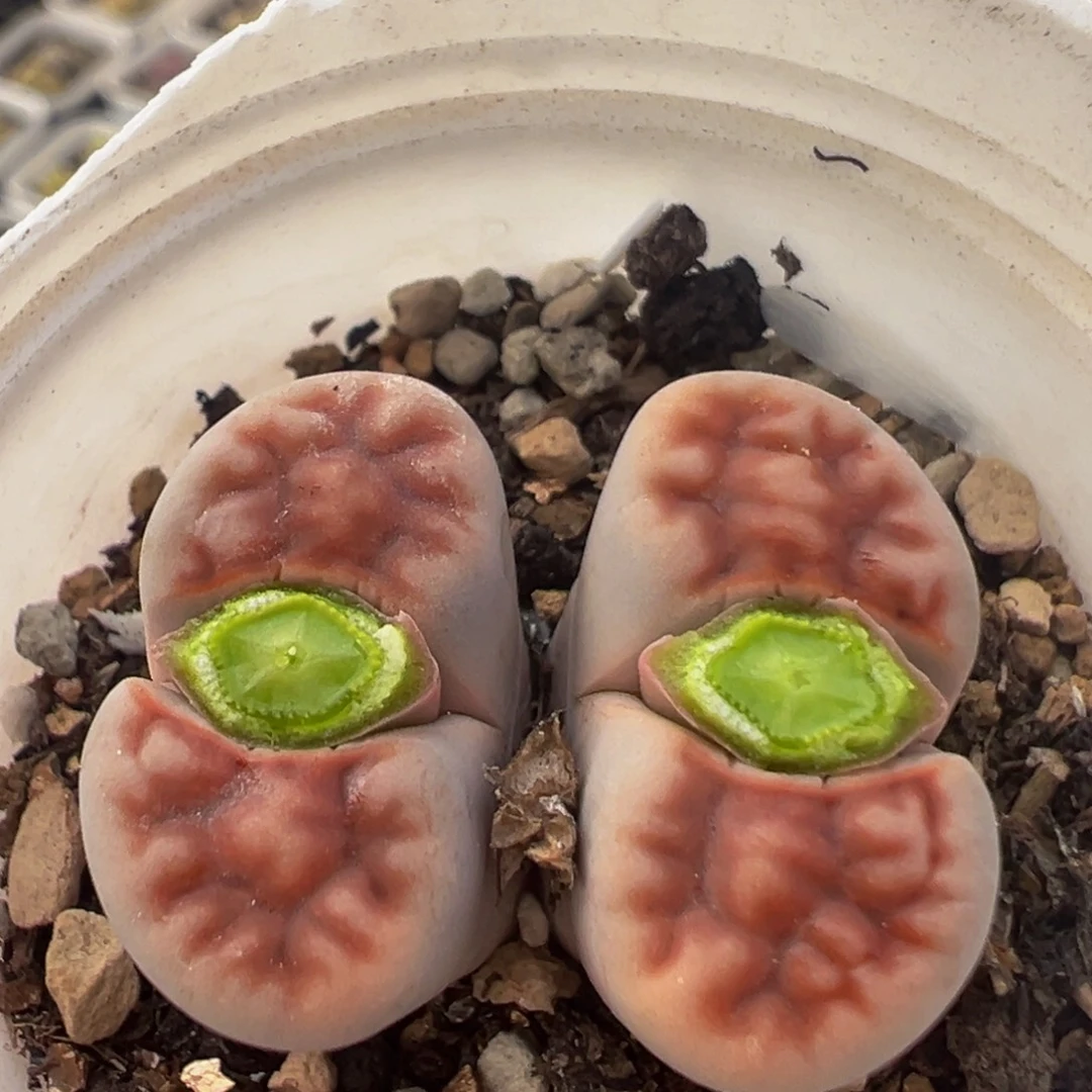 300多肉植物百科植物