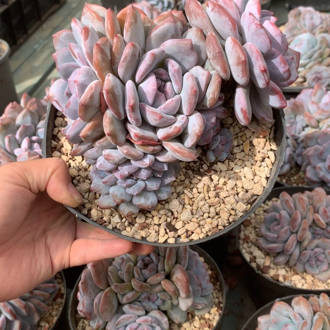 无花朵花花花花花花花花5