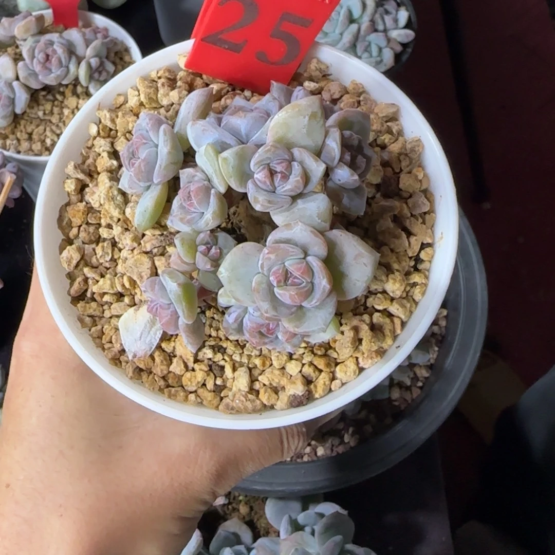 安****星影11头一物一拍25