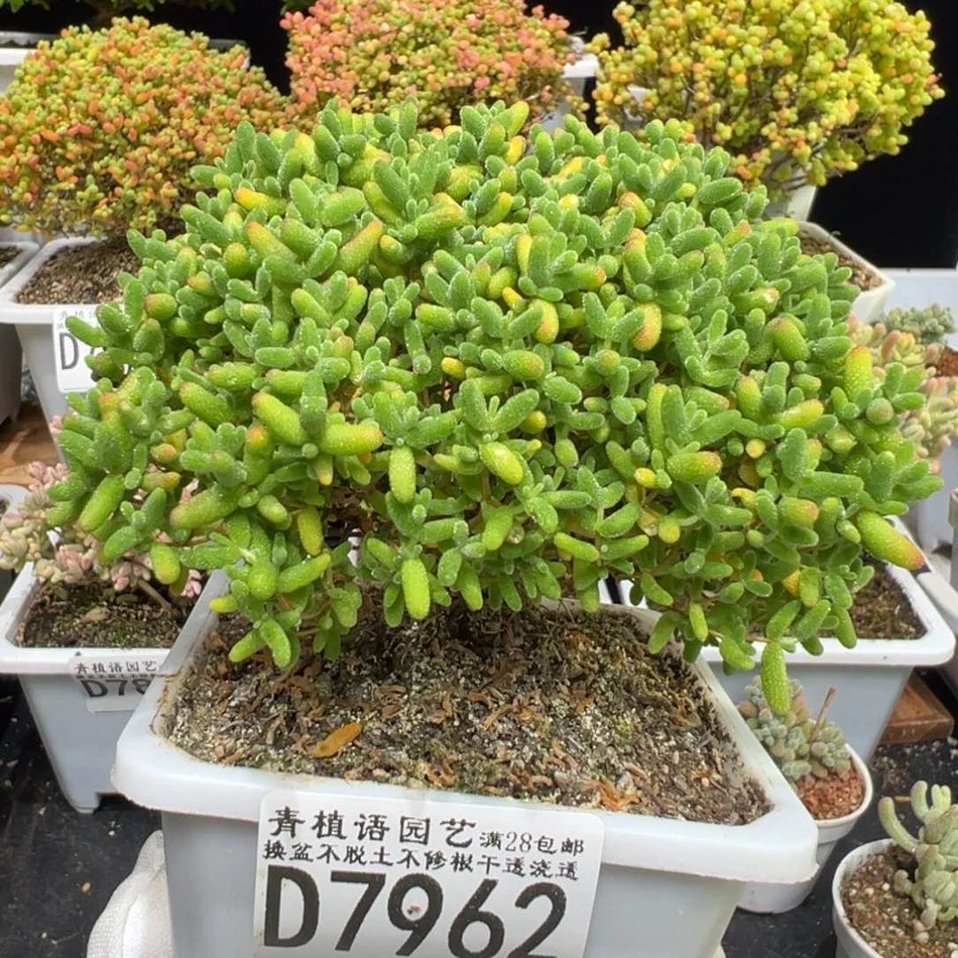 D7962蜜桔一物一拍