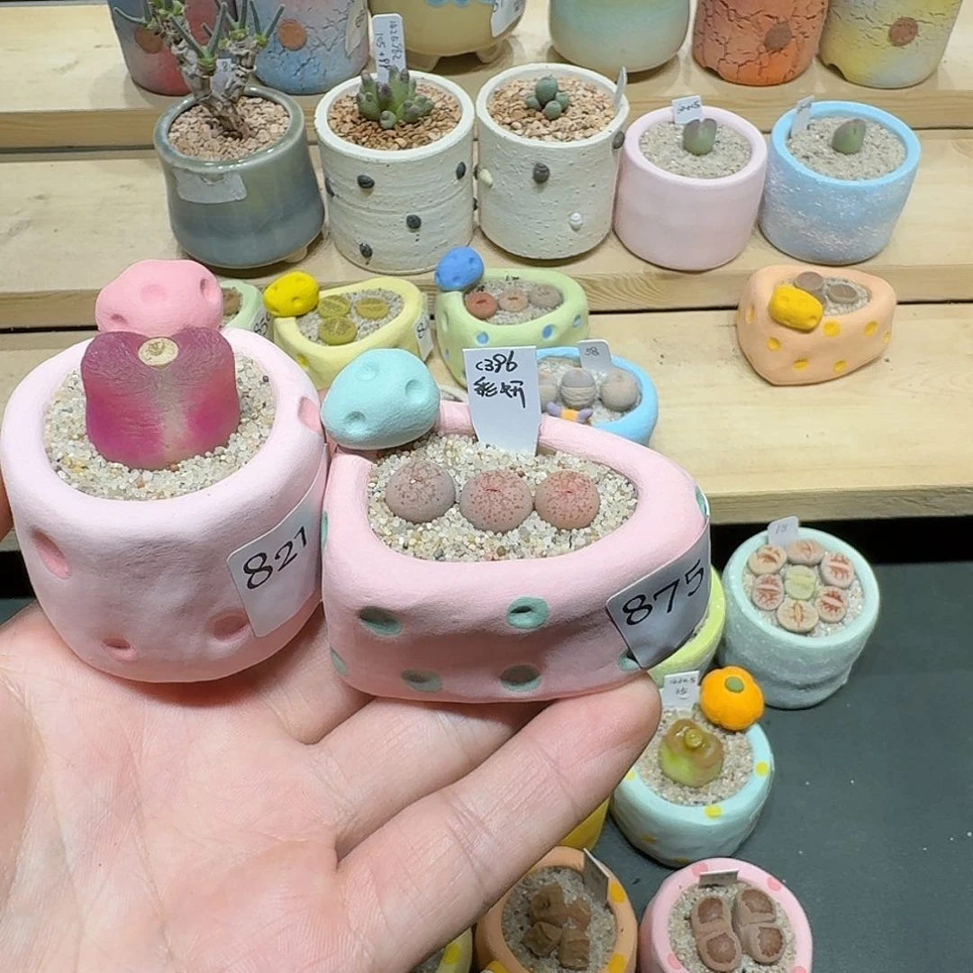 红陶木*西蘑菇954花和花盆