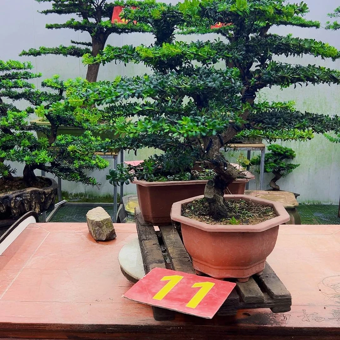 不开花植物罗汉松