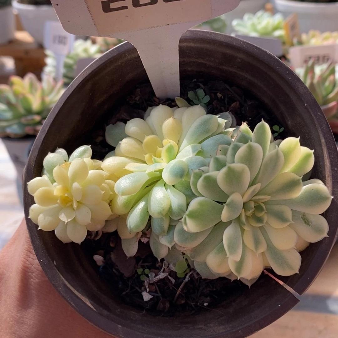 266梦幻玫瑰哈哈哈哈怕