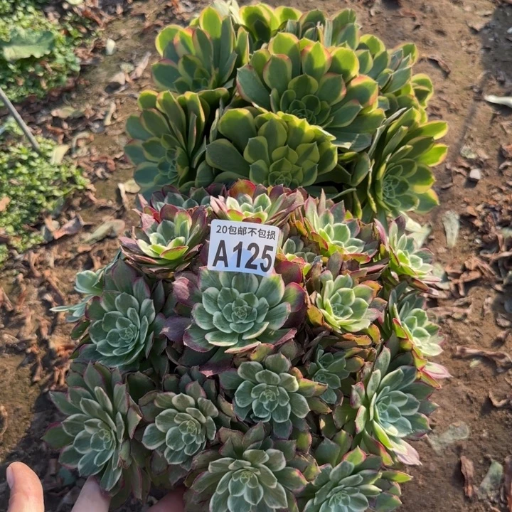 125号……2颗……多肉植物……