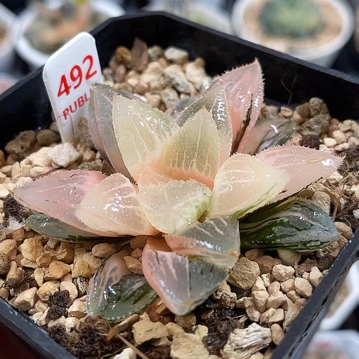492湖斑冰沙糖寿锦一物一拍