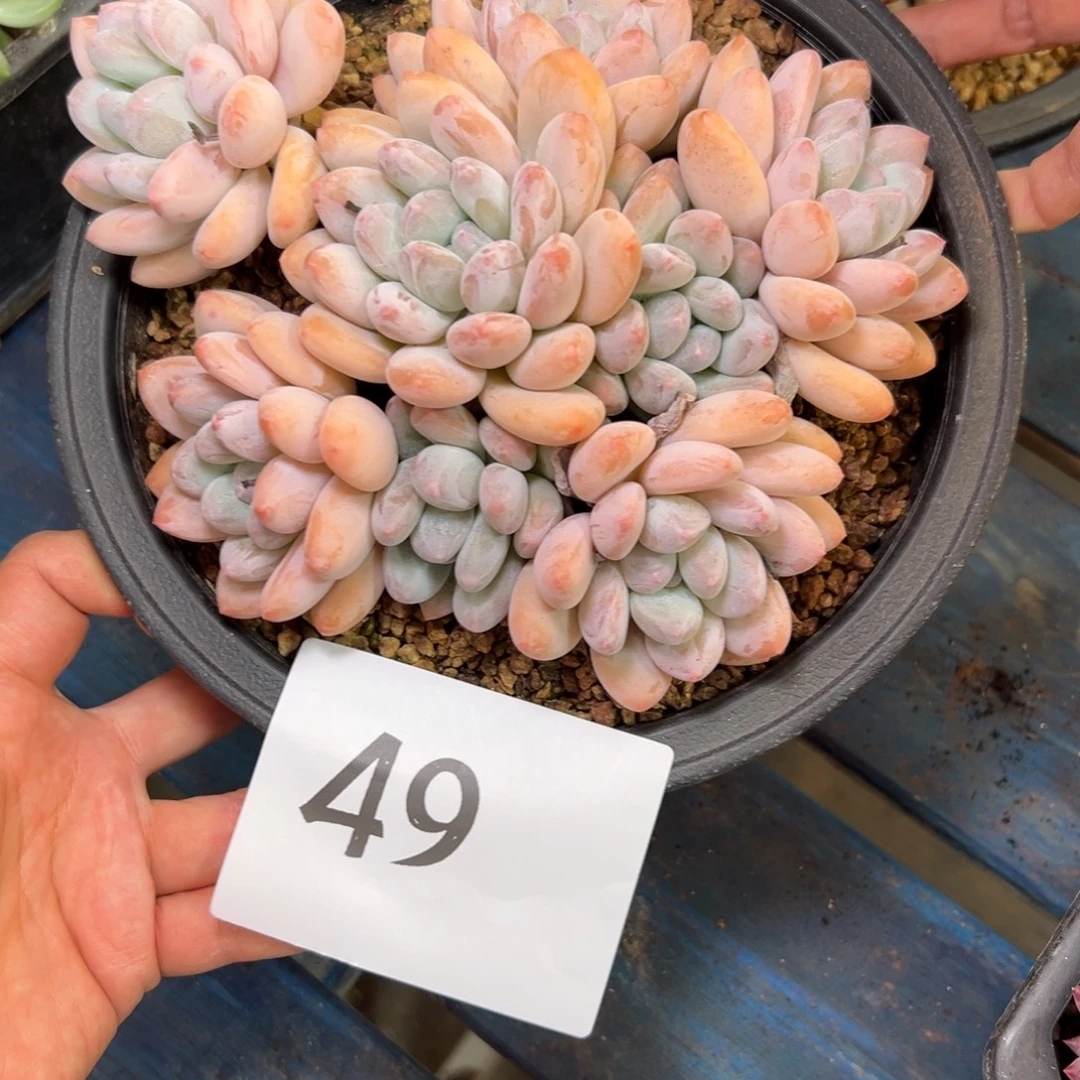 旧***颜49、很珍惜很喜欢吃不吃