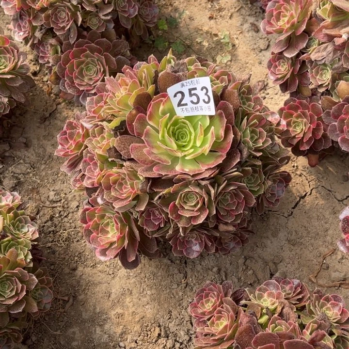 安娜253不包断枝的