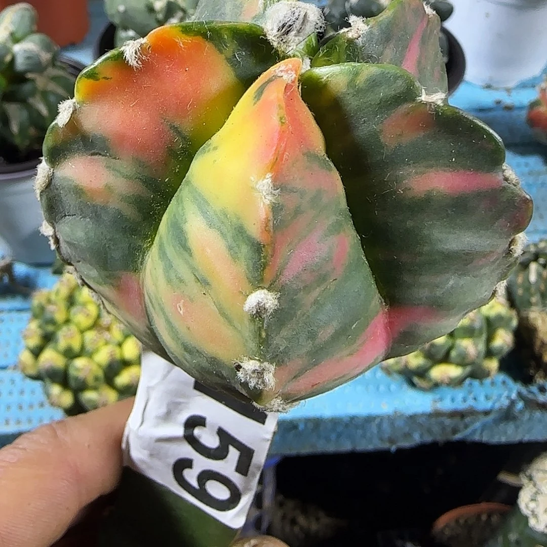 鸾锦159仙人球开花