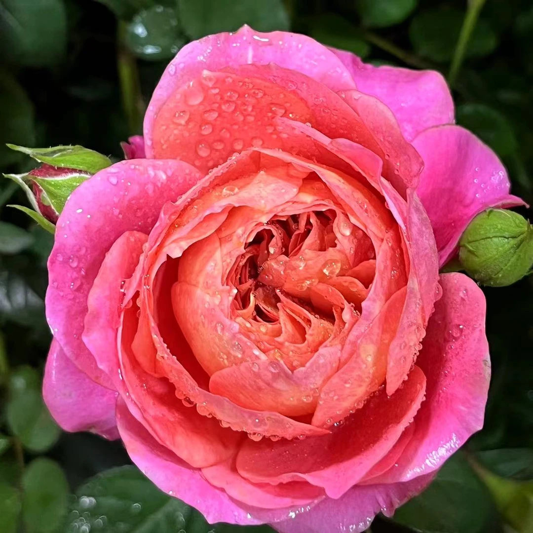 曼【果汁美人】多季节开花花苞发货阳台庭院可盆栽可地栽