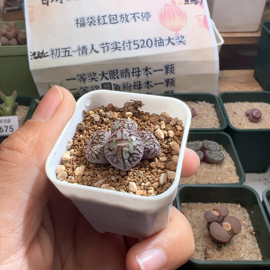 不*711。青蛙种源八重墨