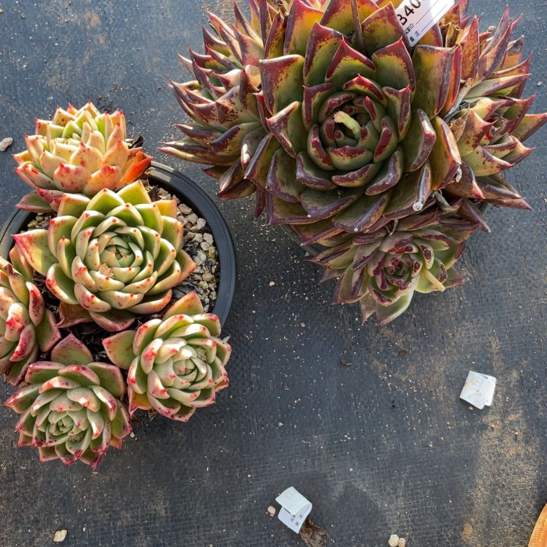 无花朵若如东云单拍B400