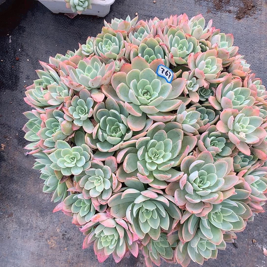 767丝绸 一物一拍多肉