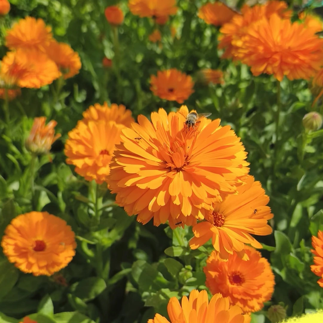 耐寒花卉金盏菊盆栽多年生室外阳台庭院花园植物带花苞包邮孔雀草