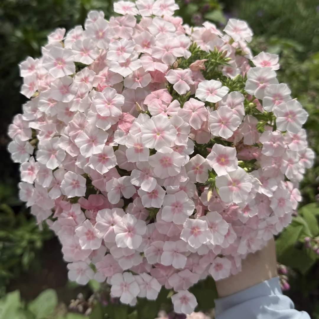 【杨鹏鲜花】福禄考·情书 高级小众唯美草花云南鲜花包邮