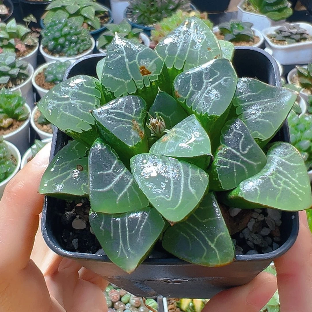 瑕疵月影寿多肉多肉多肉