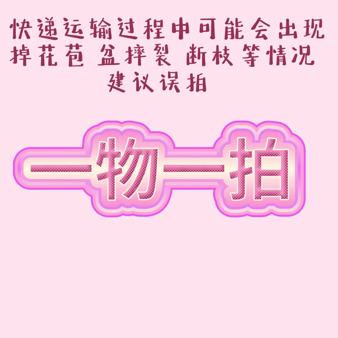 独颗灌木月季盆栽多季开花一物一拍